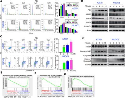 Platycodin-D exerts its anti-cancer effect by promoting c-Myc protein ubiquitination and degradation in gastric cancer